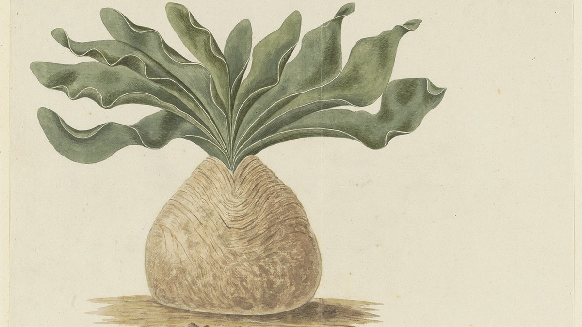 Image of poisonous onion bulb