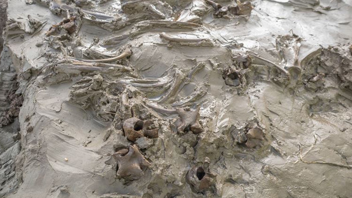 View of dog bones in bog