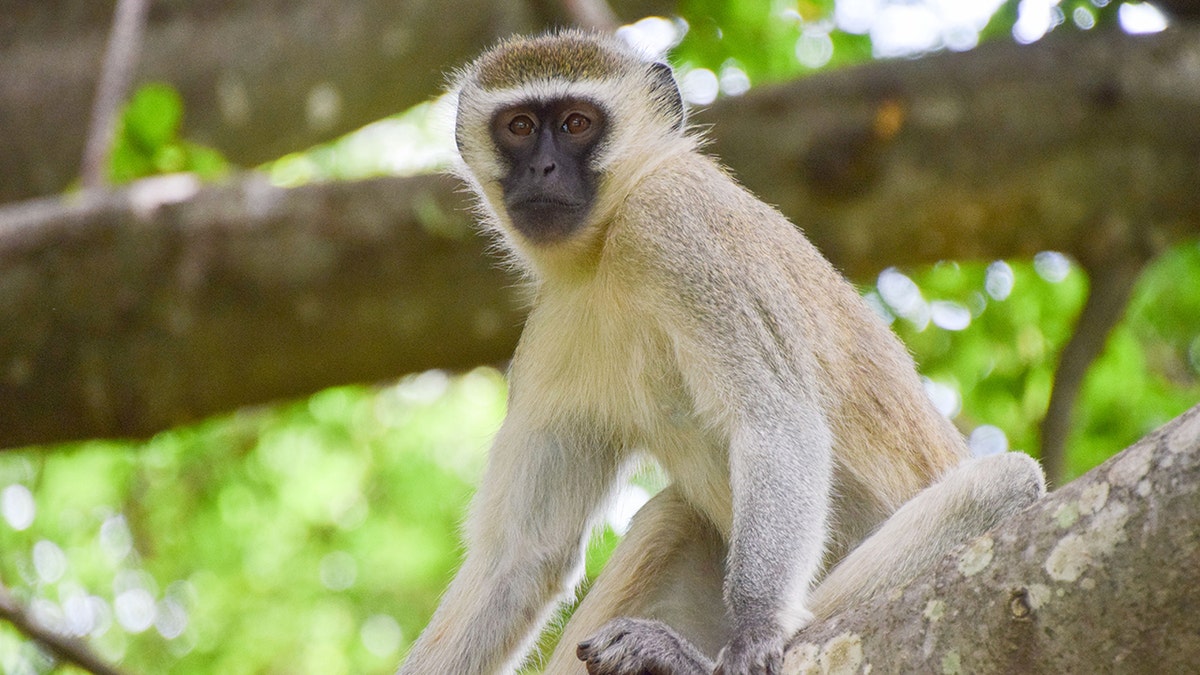 Vervet monkey sitting on a tree branch in a lush green forest.
