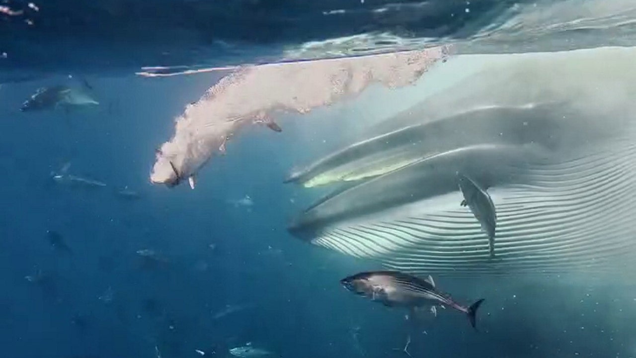 Giant whale surges through massive bait ball in rare feeding frenzy: Watch  the video