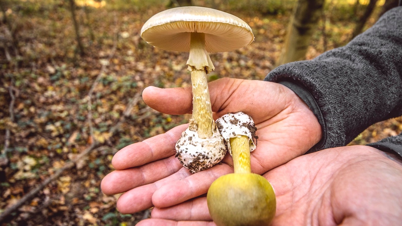 foxnews.com - Amy McGorry - Toxic wild mushrooms linked to 3 deaths as state officials issue urgent warning