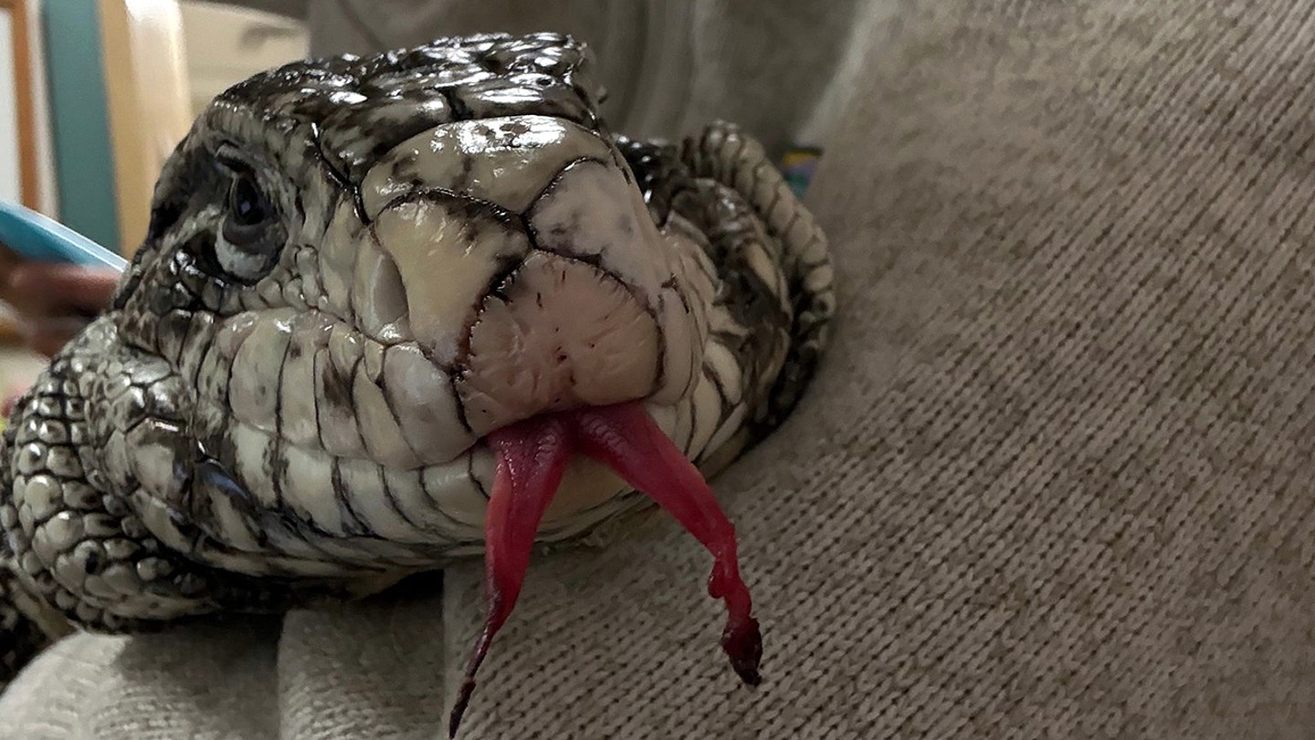 Frankie the tegu lizard recovering after being found under snow in Providence, R.I.