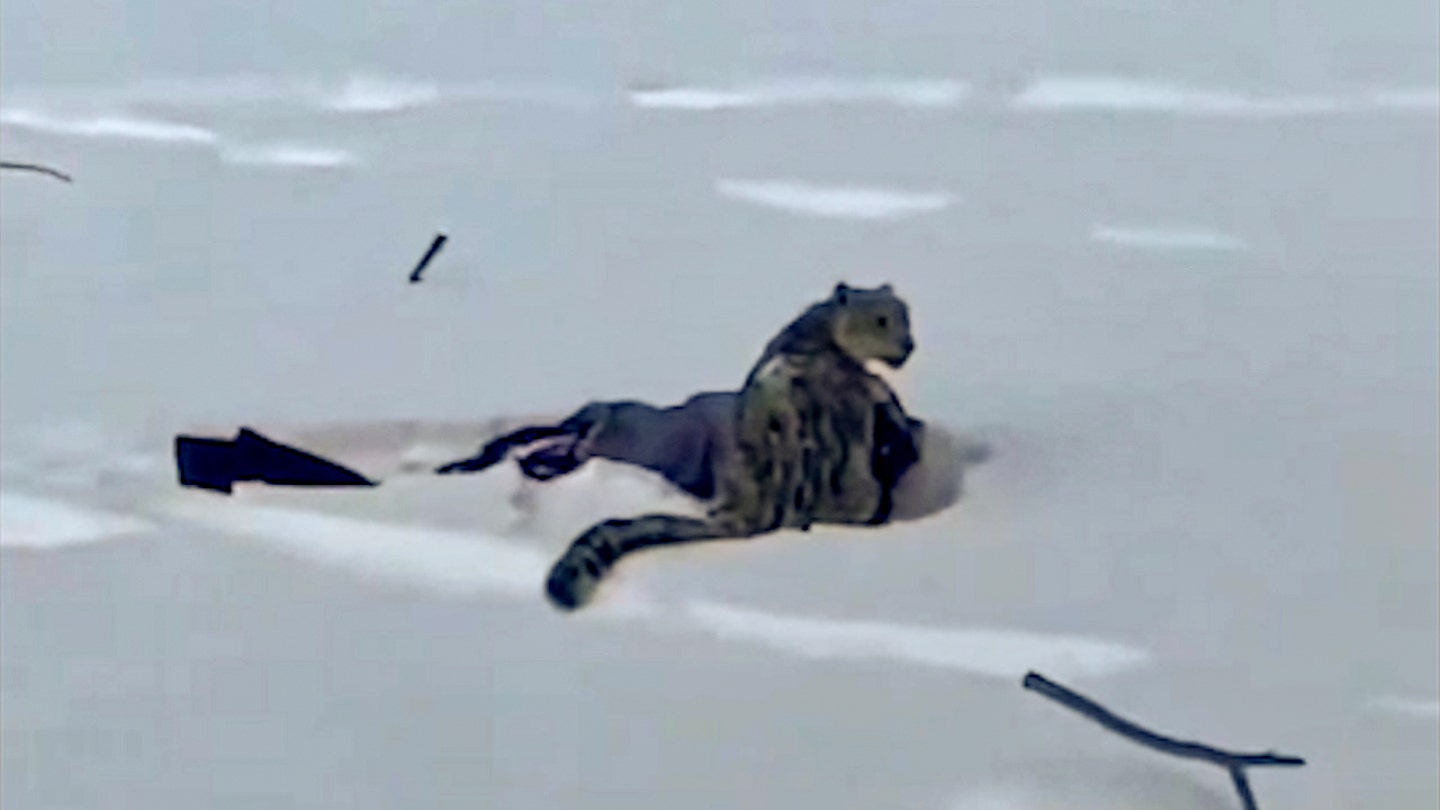Skier suffers brutal mauling after stepping within 10 feet of snow leopard for photo, video shows
