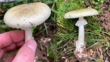 Death cap mushrooms - toxic