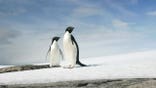 Two Adelie penguins look to the right in East Antartica.