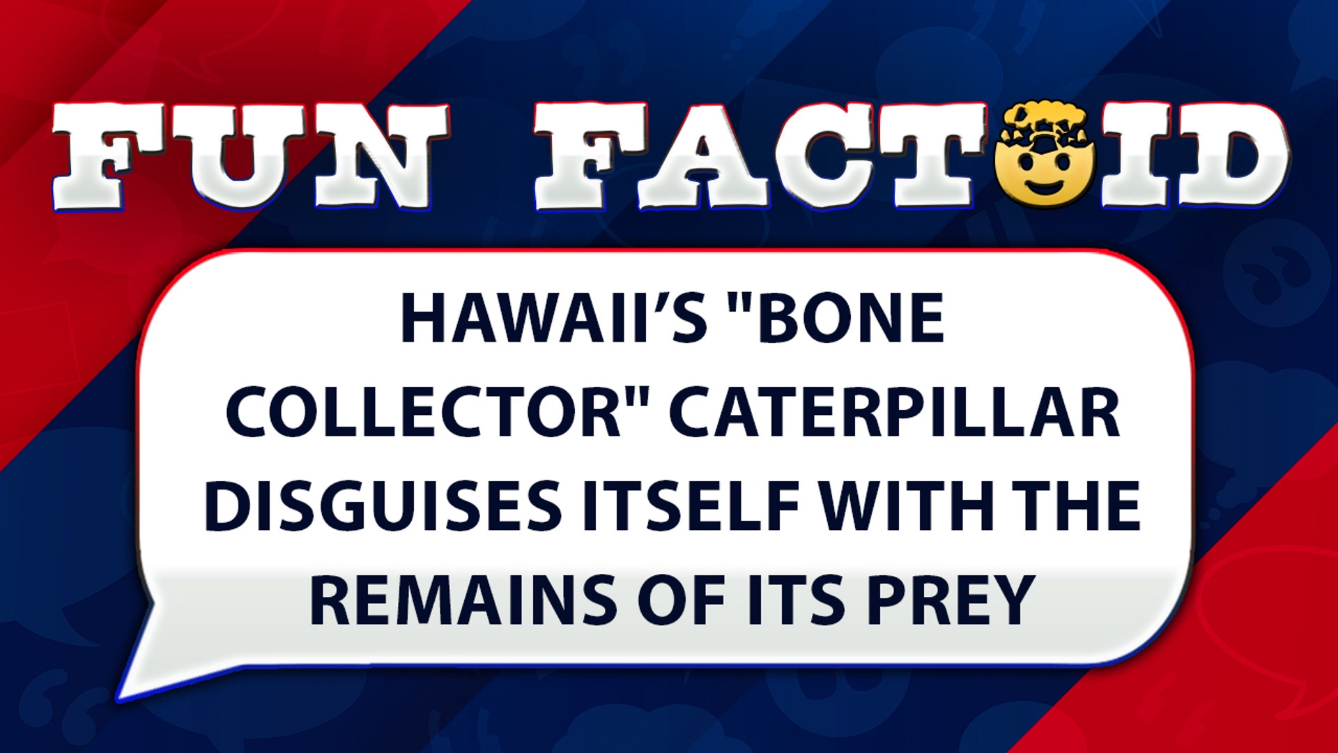 Hawaii’s "bone collector" caterpillar disguises itself with the remains of its prey