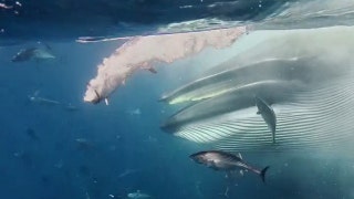Giant whale surges through massive bait ball in rare feeding frenzy: Watch the video