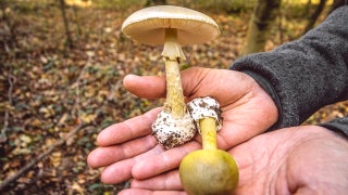 Toxic wild mushrooms linked to 3 deaths as state officials issue urgent warning