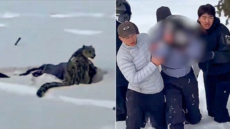 Snow leopard mauls female skier who approached predator for photo, according to video