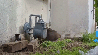 550-pound bear finally ousted from home after vegetable oil strategy trumps failures - Fox News