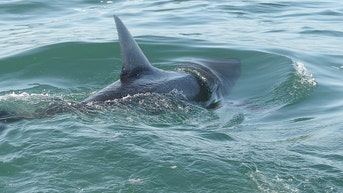 Sharks move closer to shore as July 4 beachgoers crowd America's summer hot spots - Fox News