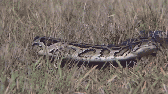 Woman wakes up with 8-foot python coiled on her chest while sleeping - Fox News