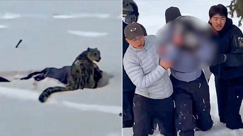Snow leopard mauls female skier who approached predator for photo, according to video - Fox News