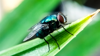 Gov Abbott issues disaster declaration to prevent screwworm fly infestation from spreading into Texas