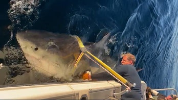 Massive great white shark returns to Florida waters after epic year-long Atlantic journey