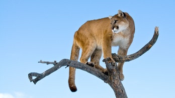 Woman suspected to have been killed in Colorado's first fatal mountain lion attack in over two decades