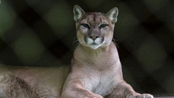 Runner fought off mountain lion with stick just weeks before fatal attack on same Colorado trail