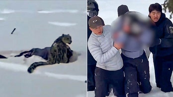 Skier suffers brutal mauling after stepping within 10 feet of snow leopard for photo, video shows