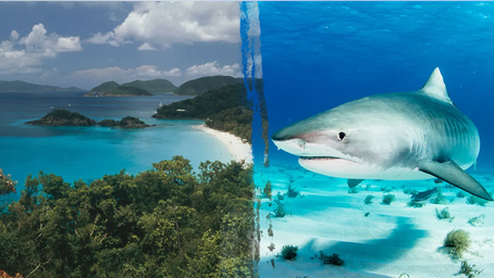 Minnesota woman killed in US Virgin Islands shark attack