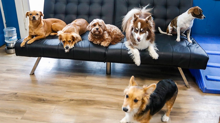 Even your dog can now have an AI-powered companion for when you're not home