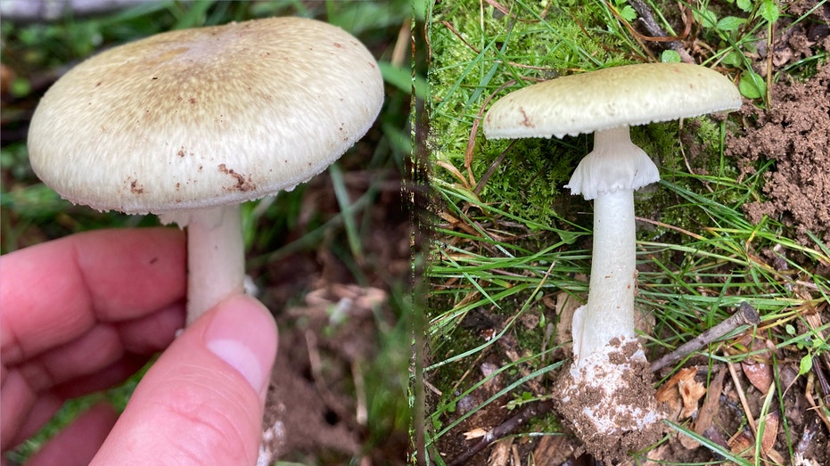 Toxic wild mushrooms linked to 3 deaths as state officials issue urgent warning