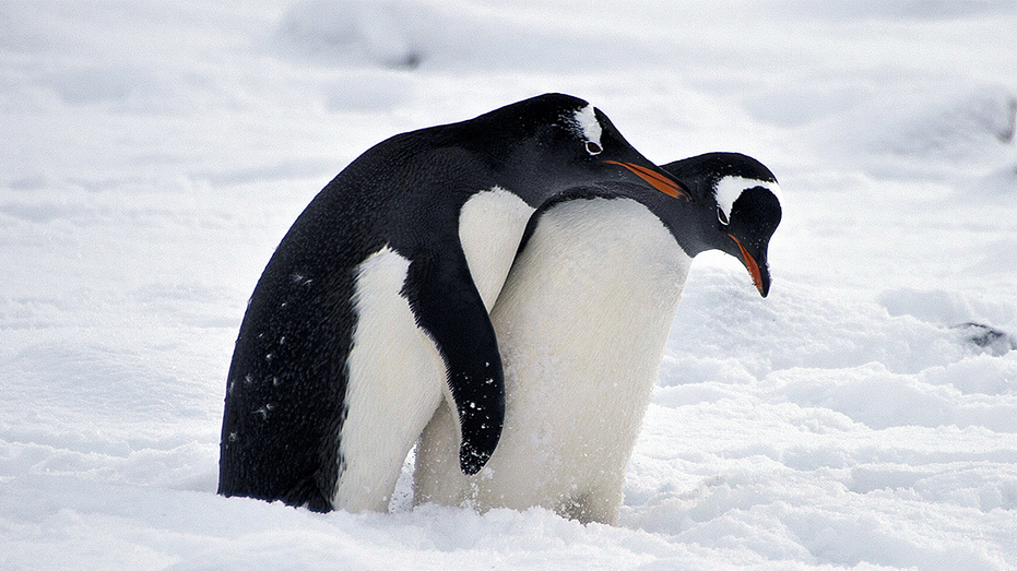 Florida school board votes to keep 'graphic' animal sex book on library shelves after backlash