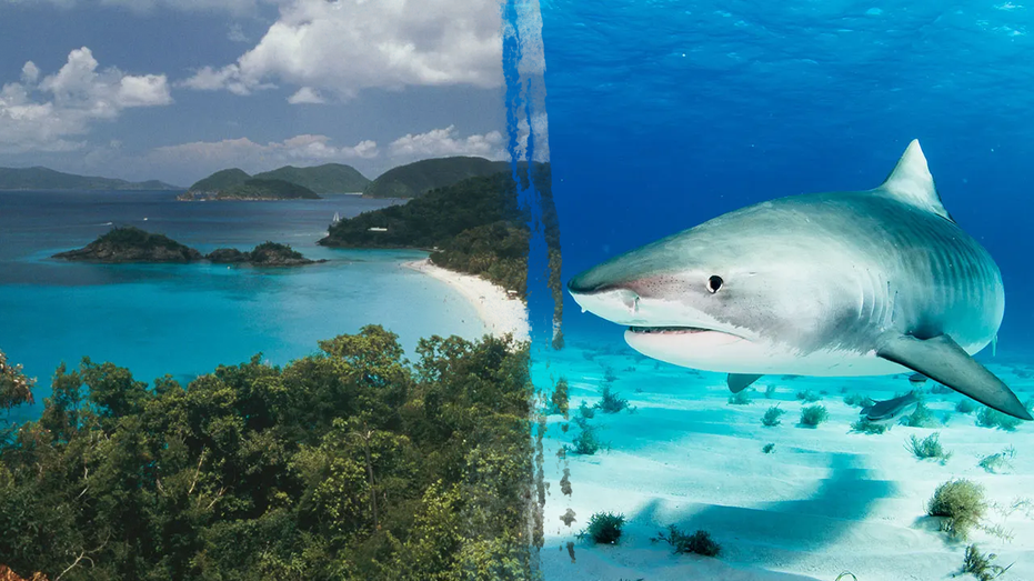 SHARK TERROR IN PARADISE: American Woman DEVASTATED!