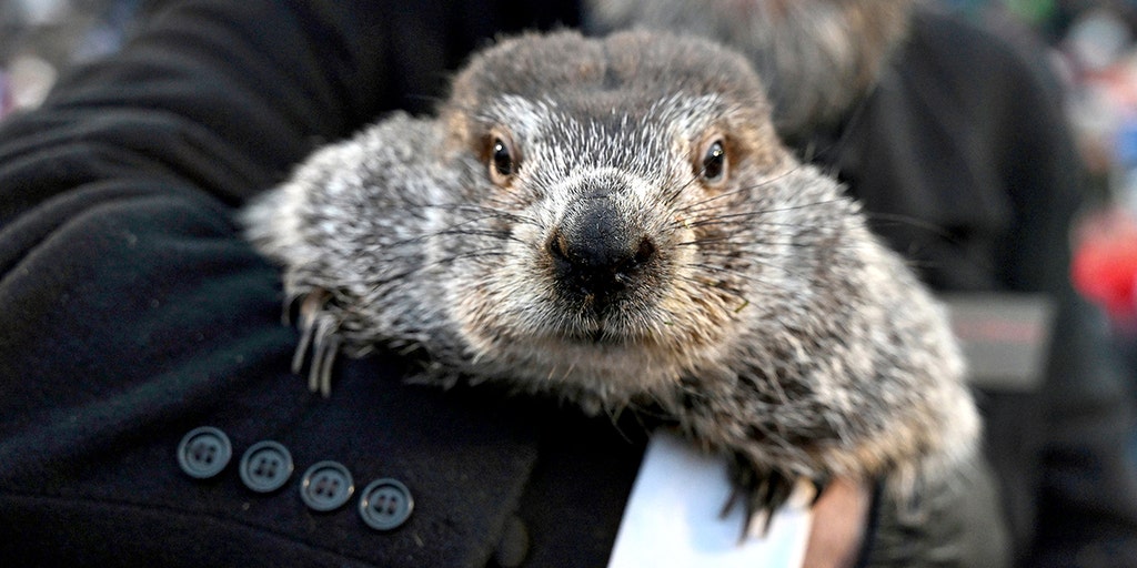Image related to Groundhog Day: Punxsutawney Phil makes the weather prediction