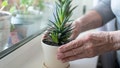 Common household plant could hold key to fighting Alzheimer's disease - Fox News