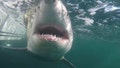 Up close and scary: Juvenile great white shark emerges off coast after winter migration - Fox News