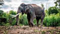 Tourist trampled to death by elephant in Thai national park - Fox News