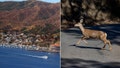 California approves controversial sharpshooter plan to eradicate invasive deer on Catalina Island - Fox News
