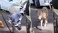Toddler flees in terror as coyote chases him outside California family home in broad daylight - Fox News