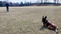K-9 hit by vehicle during bank robbery chase keeps going and helps capture suspect - Fox News