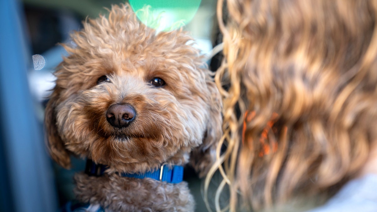 Cucciolo salvato con una persona che lo teneva in braccio