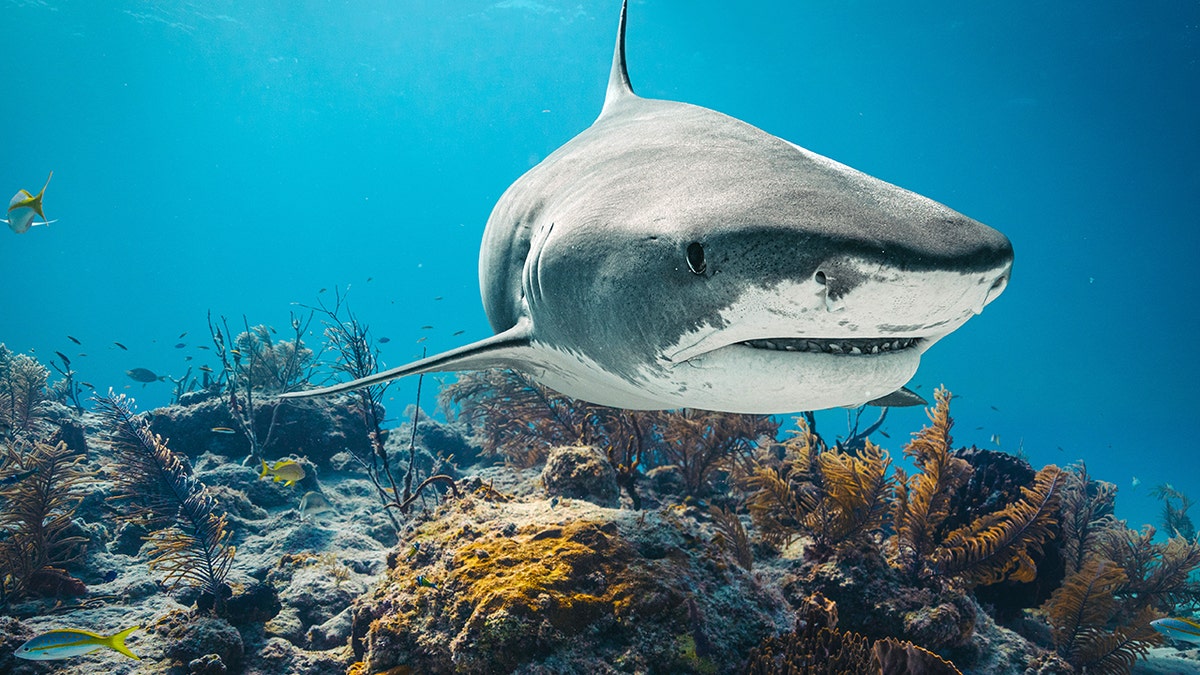 Squalo sott'acqua