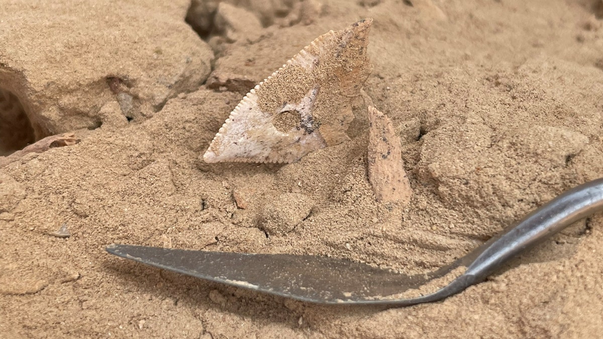 Denti trovati nella sabbia