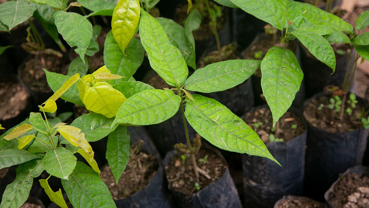 Ayahuasca plants in a region of the Peruvian jungle.