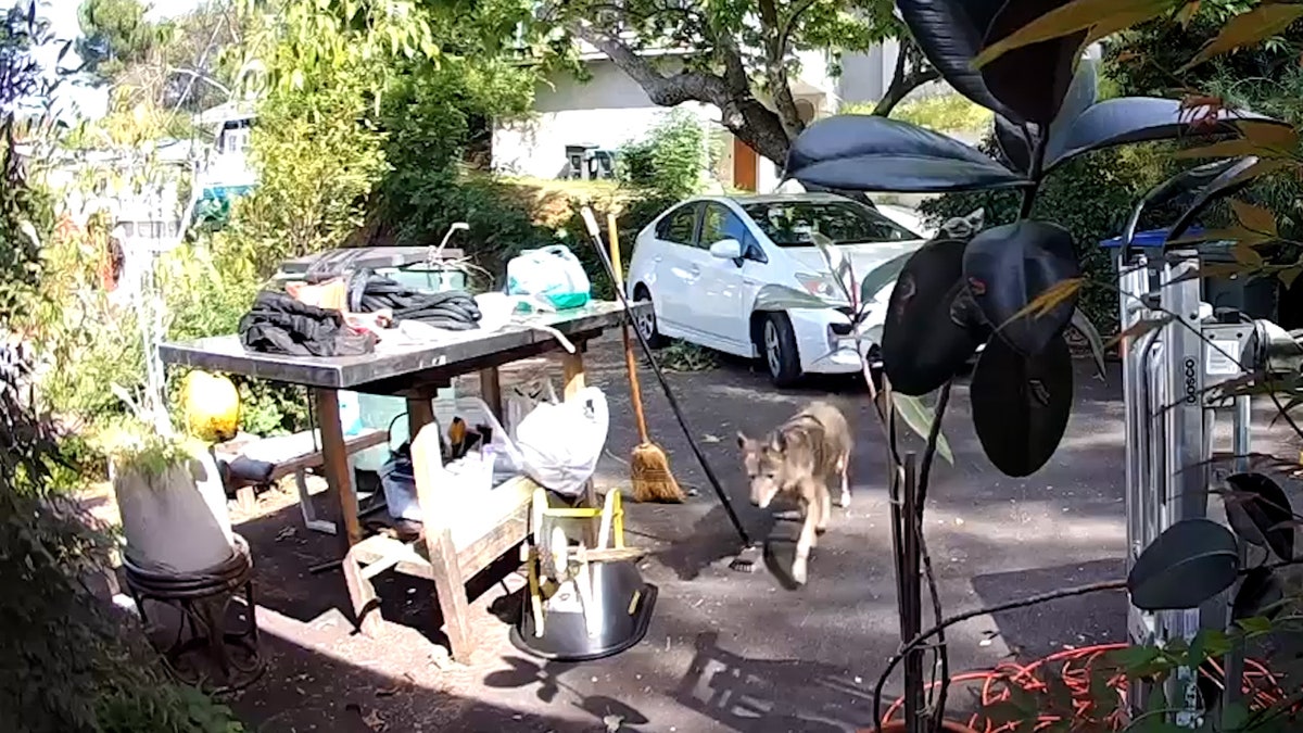 a coyote walking in front yard driveway