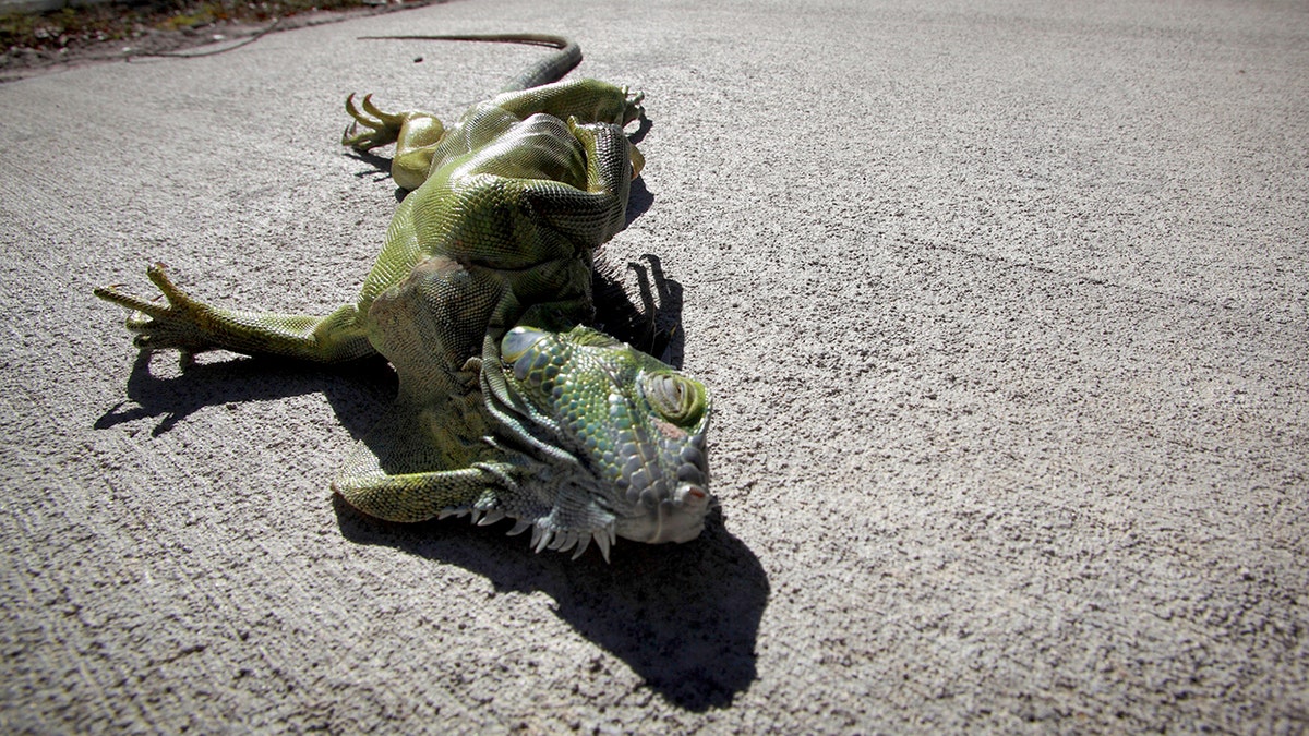 A cold-stunned iguana is seen connected pavement.