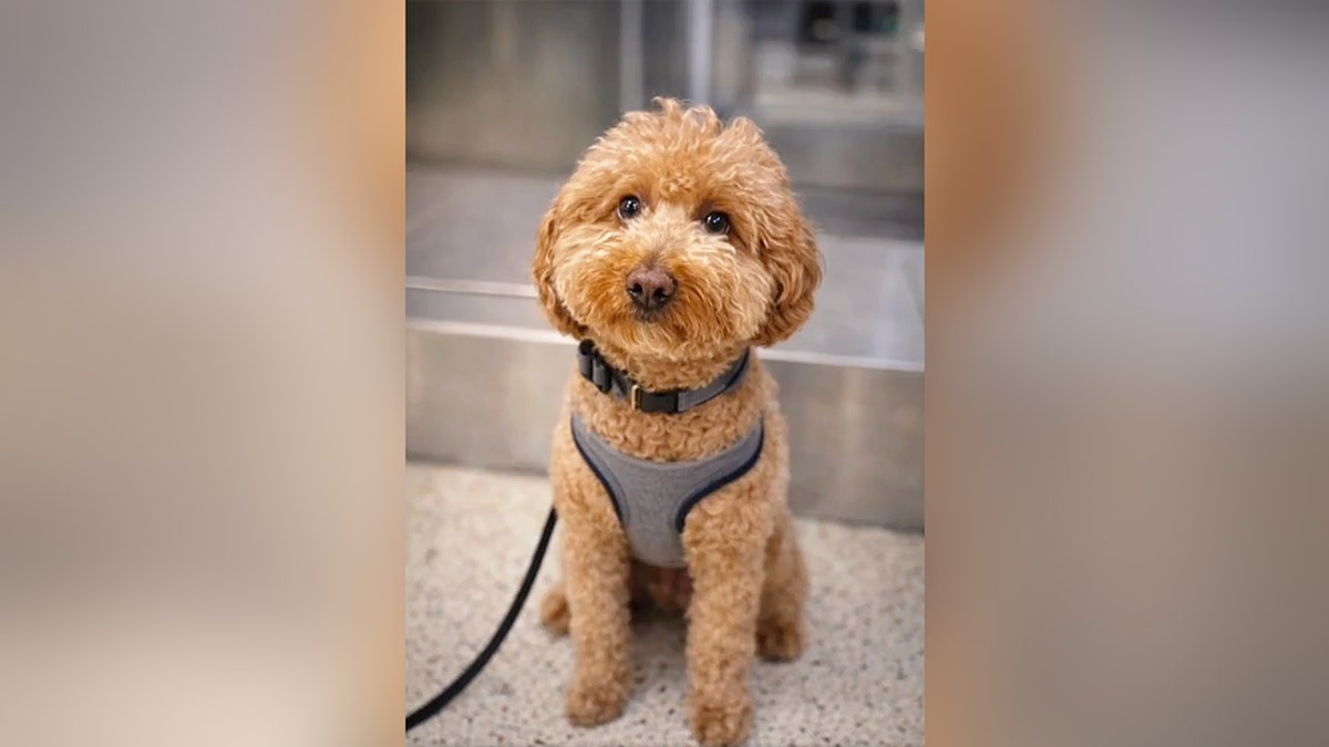 a dog named Jet Blue abandoned at an airport