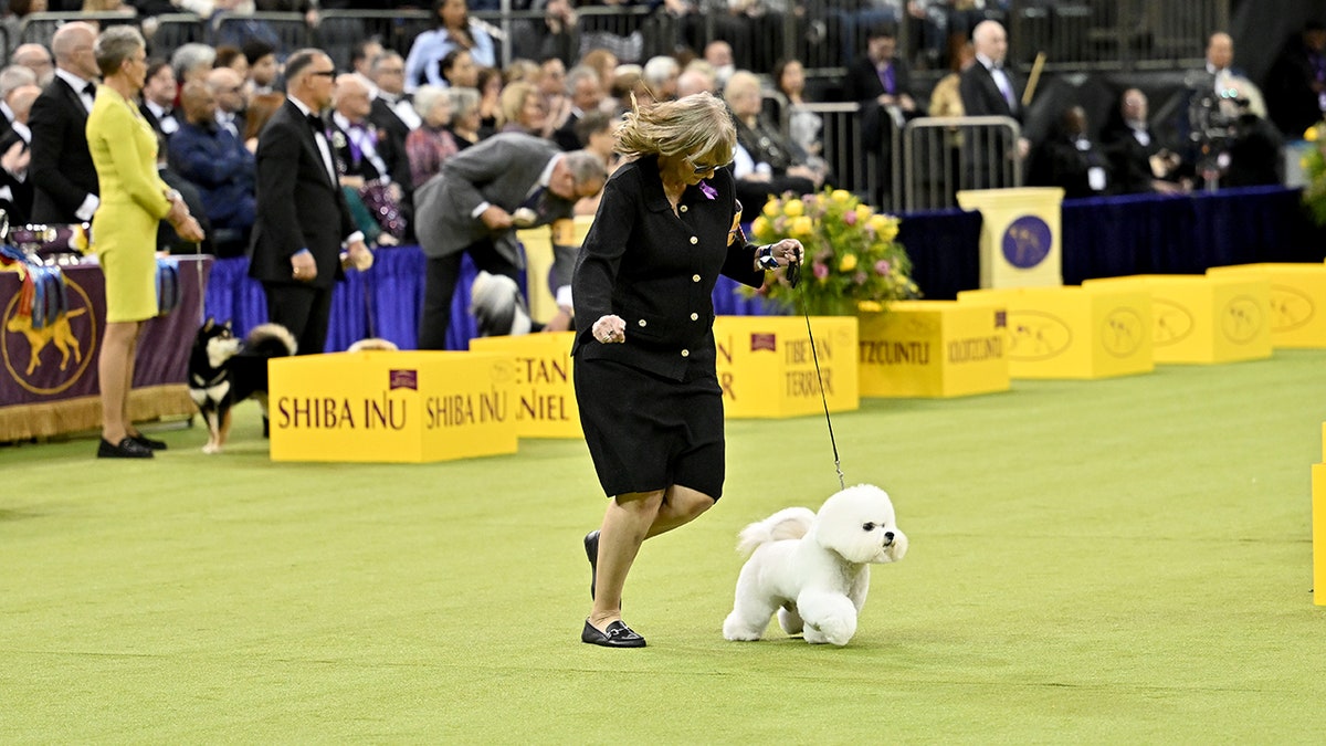 Dog competes