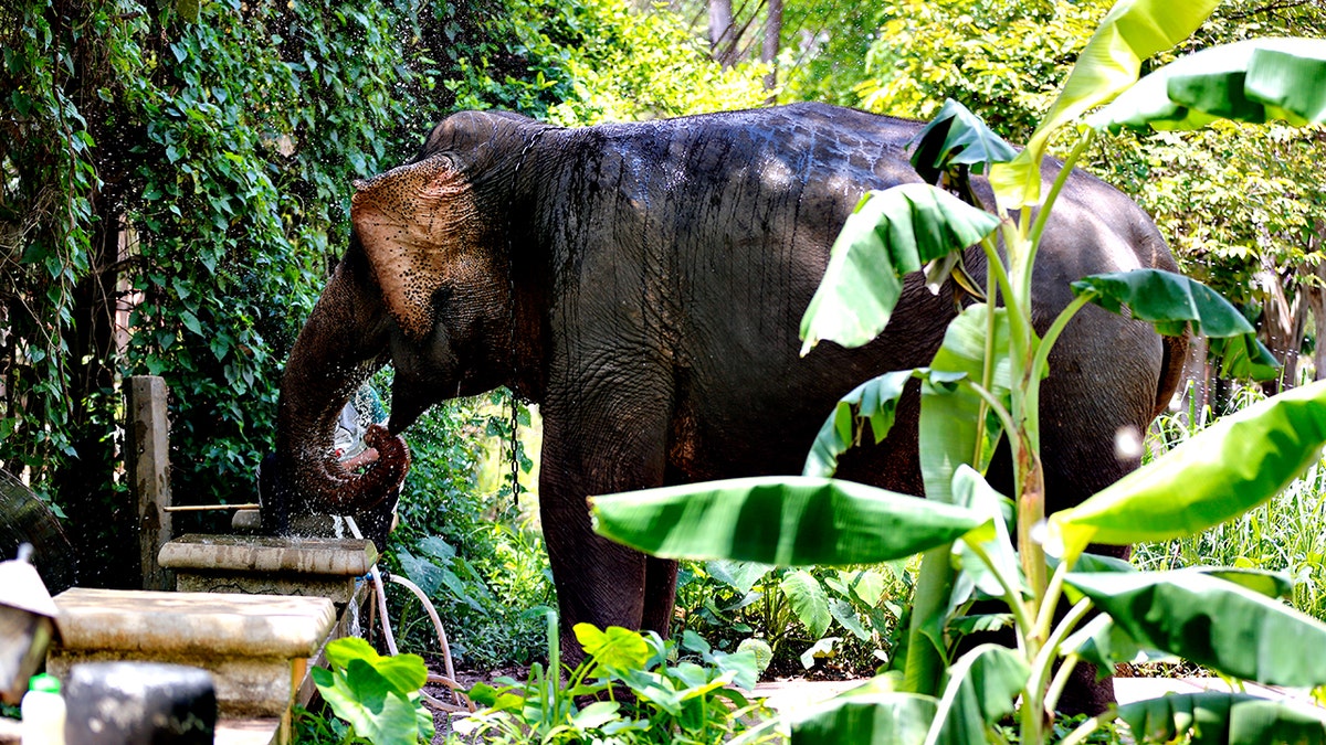 boy washes an elephant