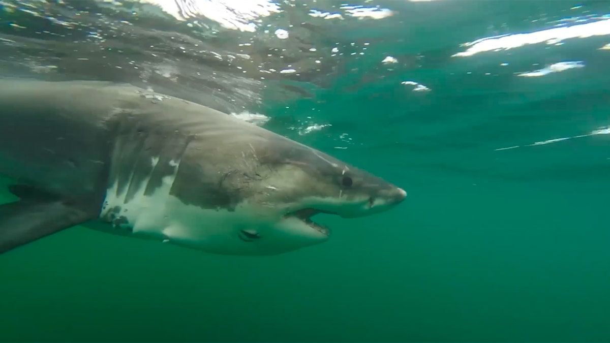 Ernst the great white shark swimming just below the ocean surface in green coastal water.