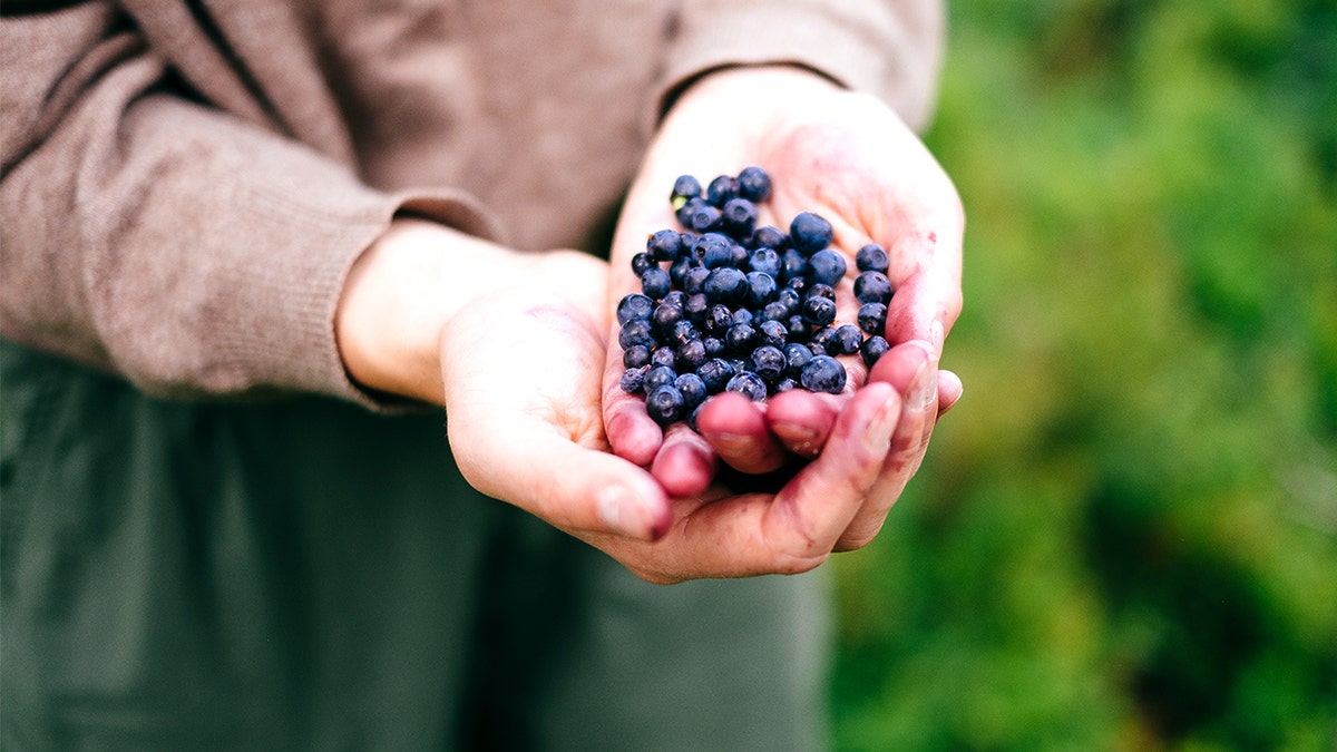 Woman holding wild blueberries