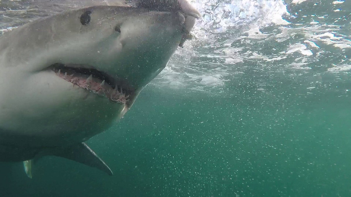Vista lateral subaquática de um grande tubarão branco Brass Bed nadando logo abaixo da superfície do oceano, com a boca ligeiramente aberta e dentes afiados visíveis na água verde-azulada.