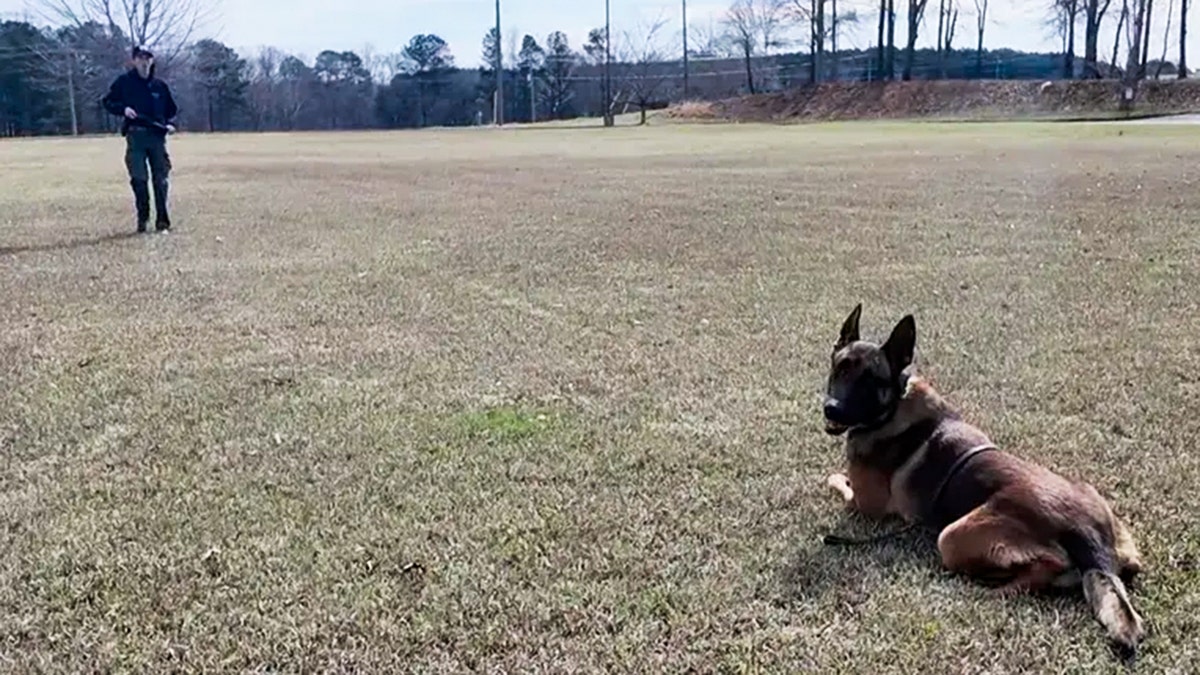 Photo of a K-9 on the grass.