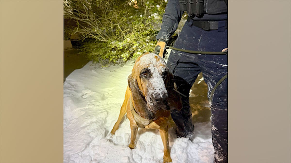 K-9 Bo, del Departamento de Policía de Gastonia, ayuda en la búsqueda de un niño de 13 años con necesidades especiales que se encuentra desaparecido.