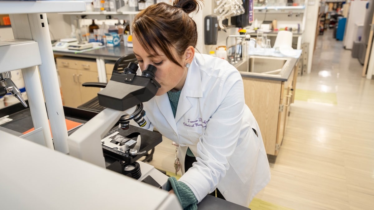 Scientist looks at microscope in lab