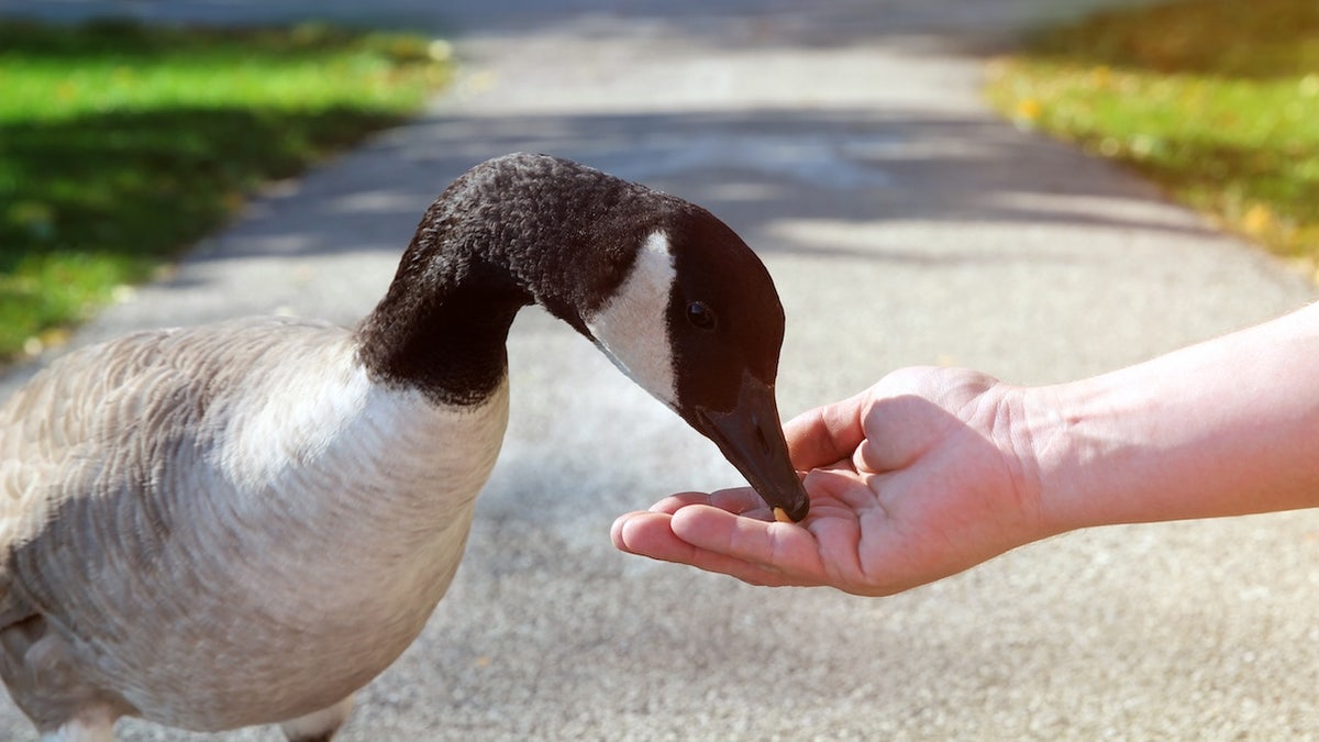 Man feeding a goose